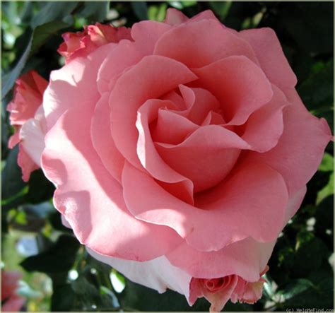 Paris de Yves St. Laurent Rose 